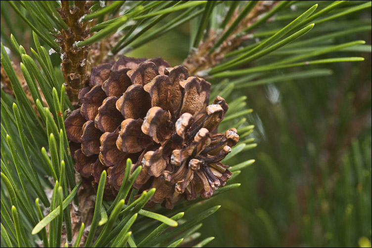 Pinus mugo nella Majella